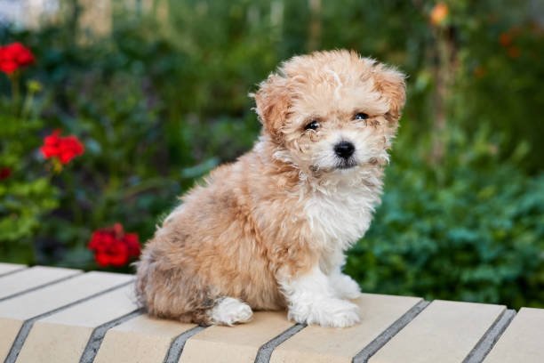 maltipoo puppies for sale