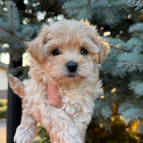 Maltipoo puppies for sale near me