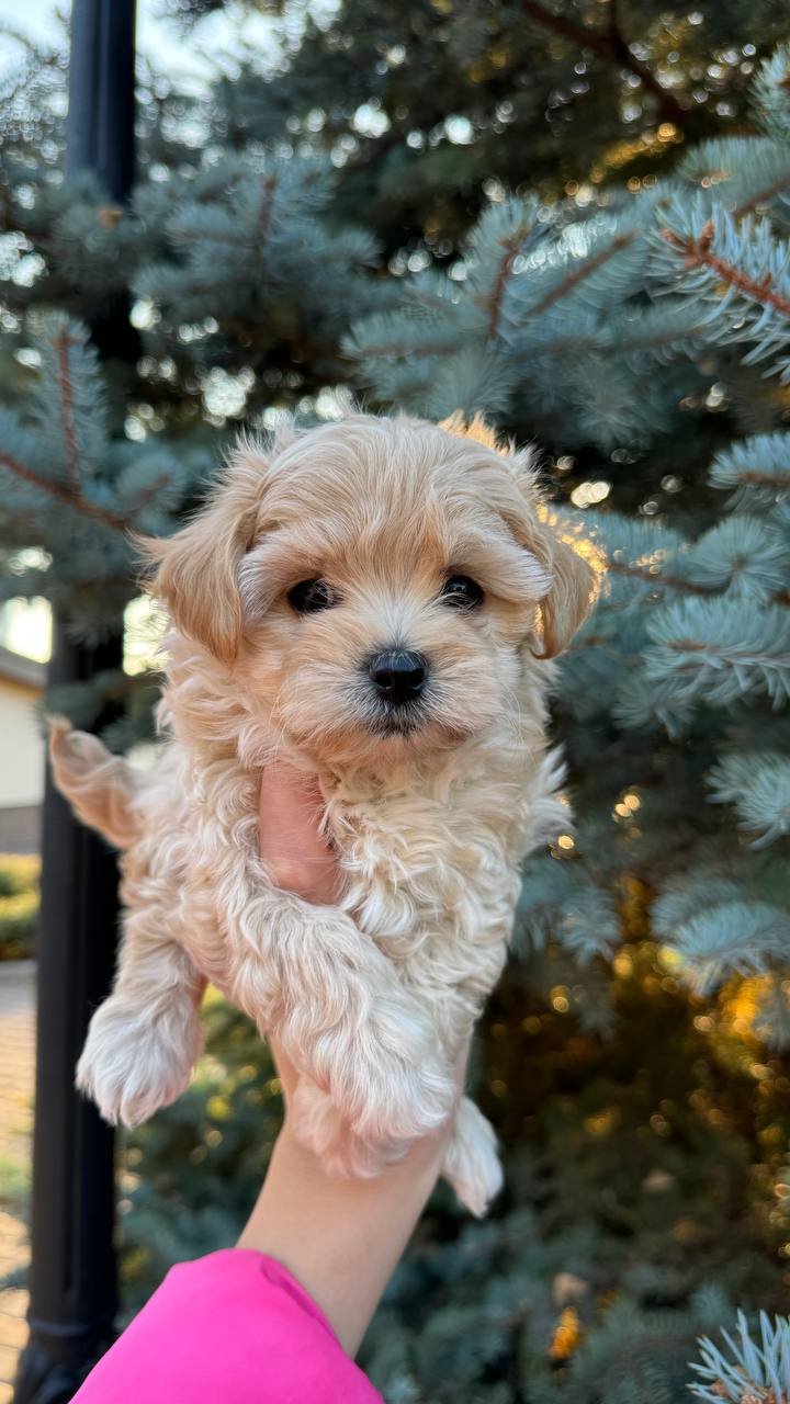 Maltipoo puppies for sale near me