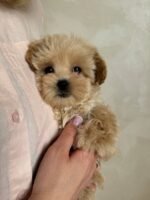 Maltipoo puppies for sale