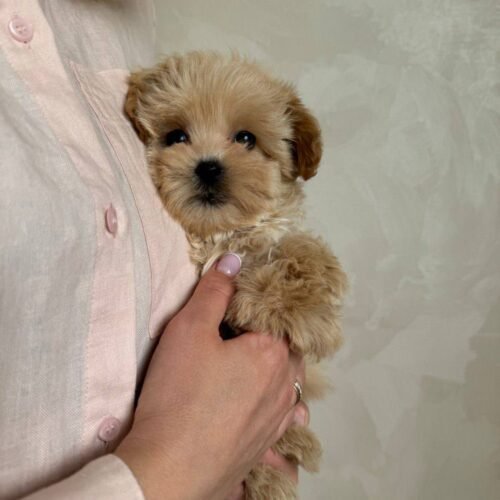 Maltipoo puppies for sale