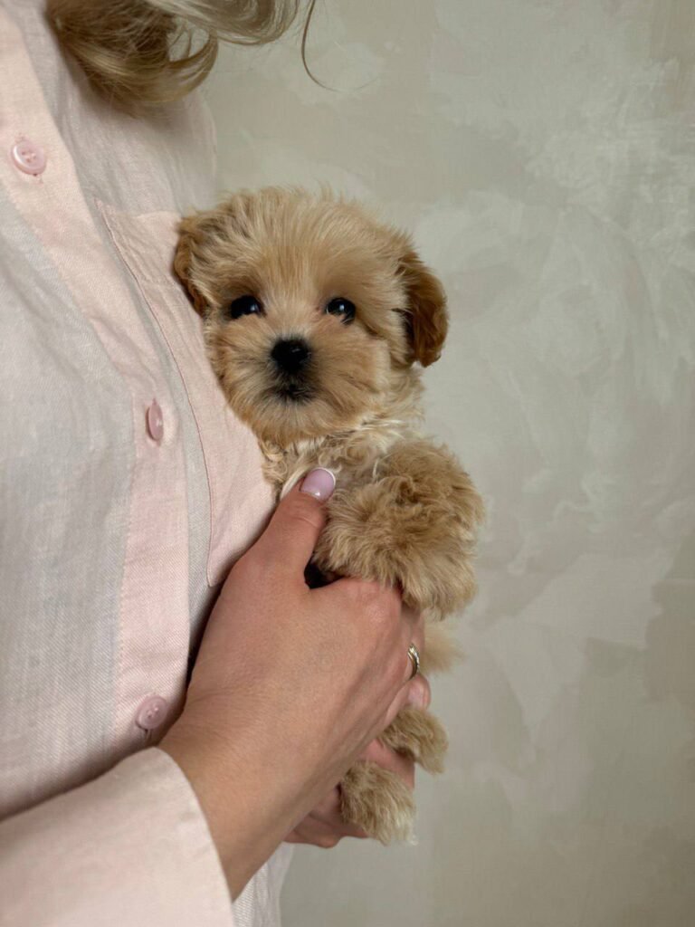 Maltipoo puppies for sale