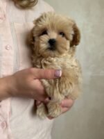 MALTIPOO PUPPIES FOR SALE