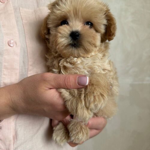 MALTIPOO PUPPIES FOR SALE