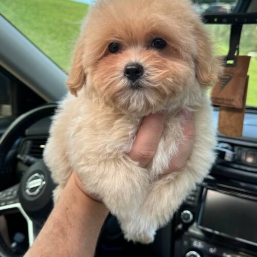 adorable Maltipoo puppies for sale