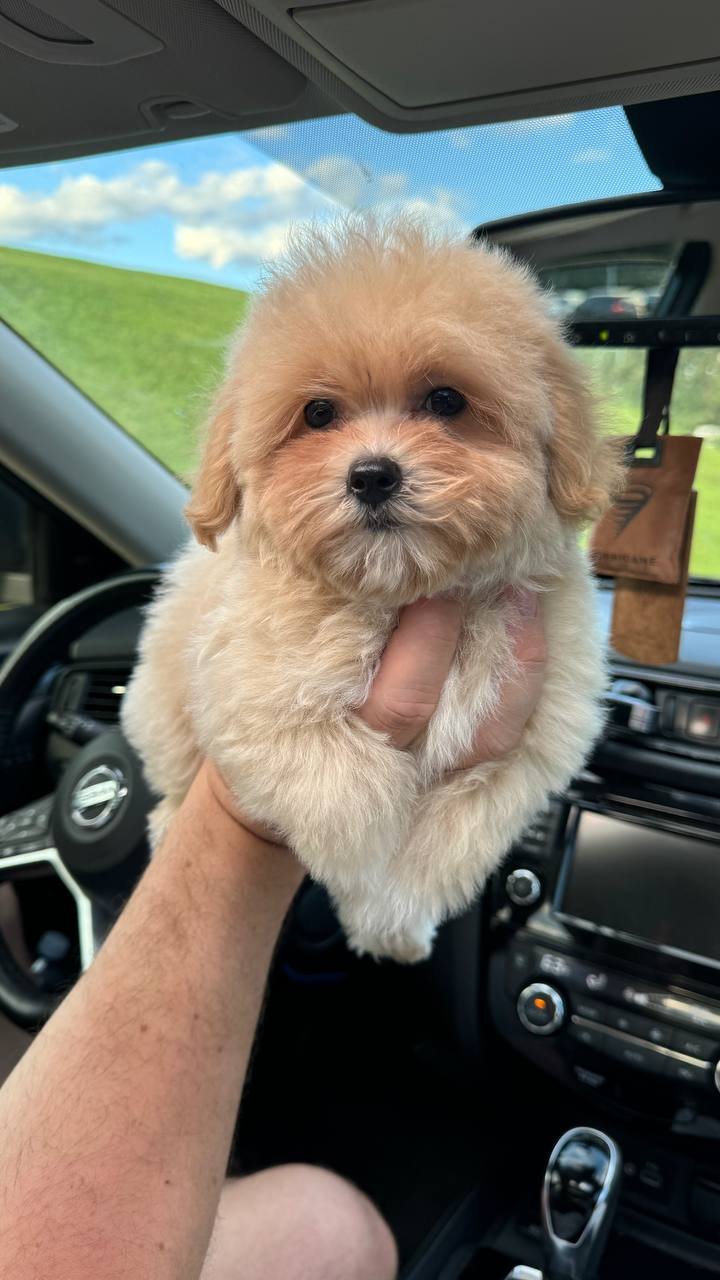 adorable Maltipoo puppies for sale