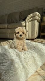 adorable Maltipoo puppies for sale