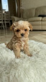 Maltipoo Puppies for Sale in California