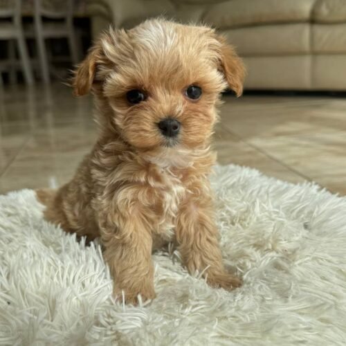 Maltipoo Puppies for Sale in California