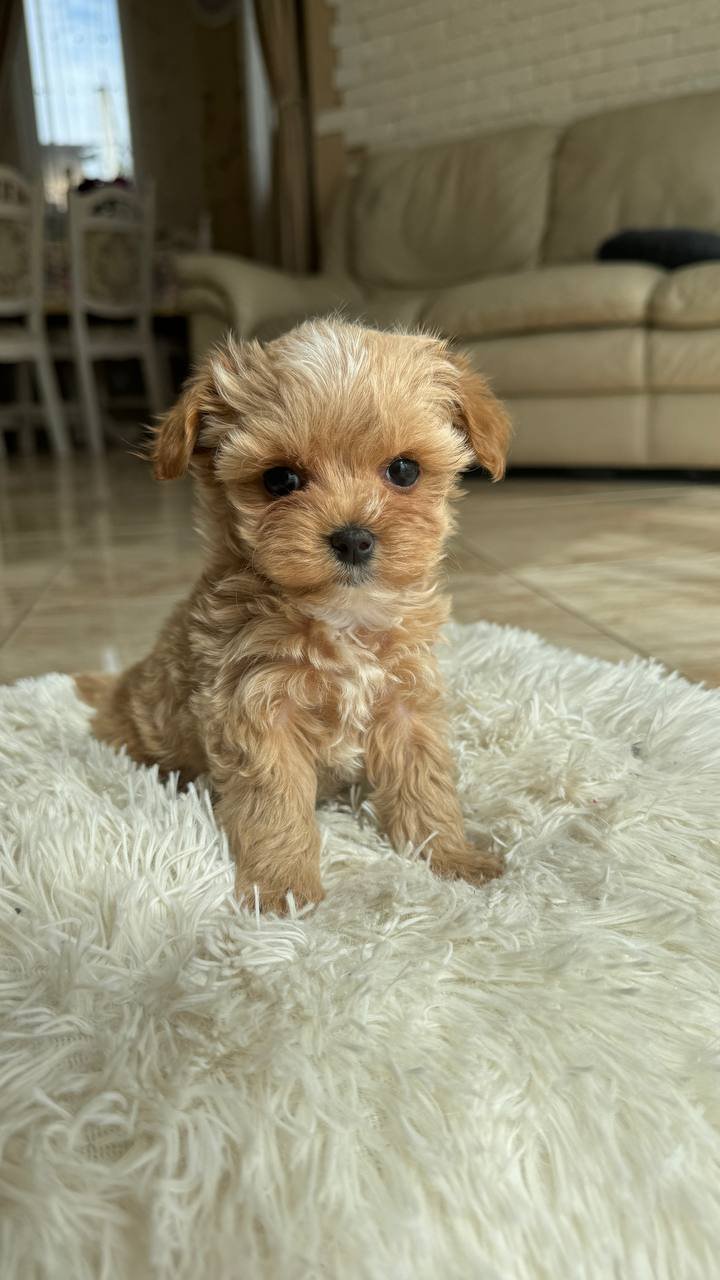 Maltipoo Puppies for Sale in California