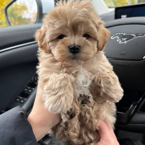 Toy Maltipoo puppies for sale