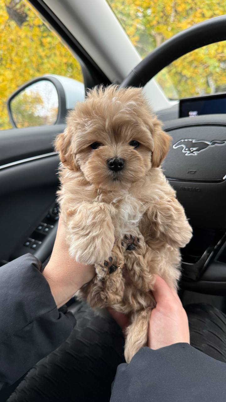 Toy Maltipoo puppies for sale