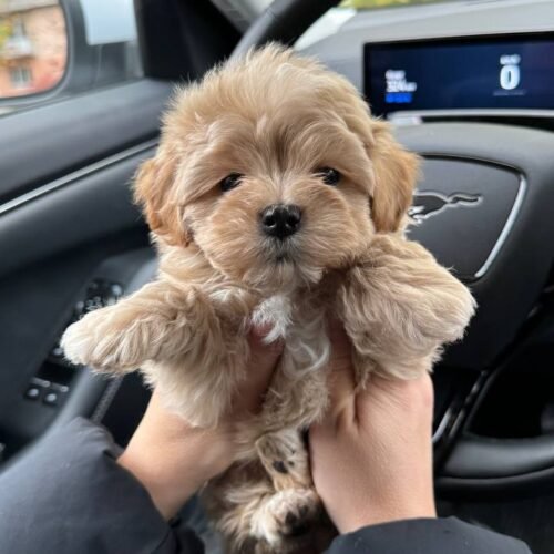 Toy Maltipoo puppies for sale