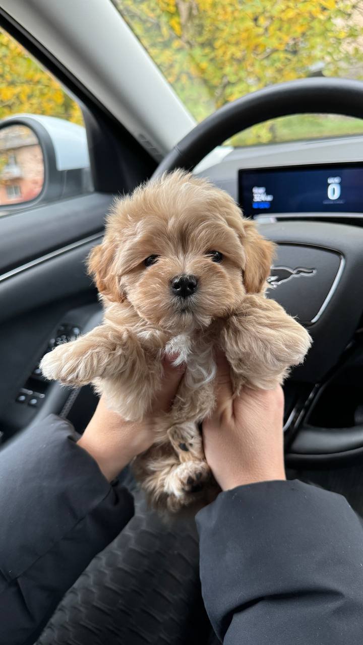 Toy Maltipoo puppies for sale