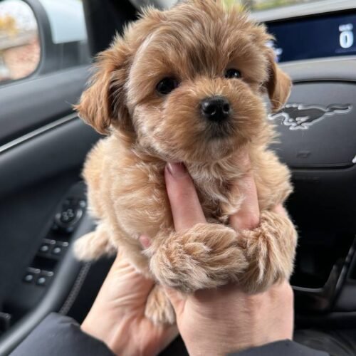 Teacup Maltipoo puppy for sale