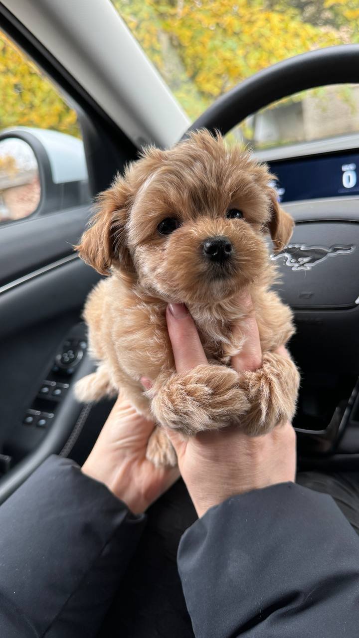 Teacup Maltipoo puppy for sale