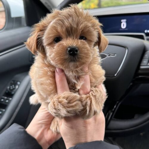 Teacup Maltipoo puppy for sale