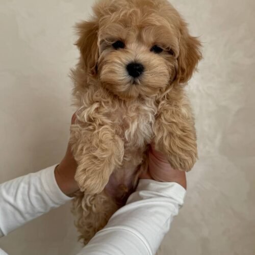 Maltipoo puppies for sale under $500