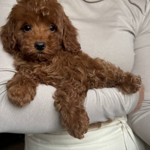 mini Maltipoo puppies for sale