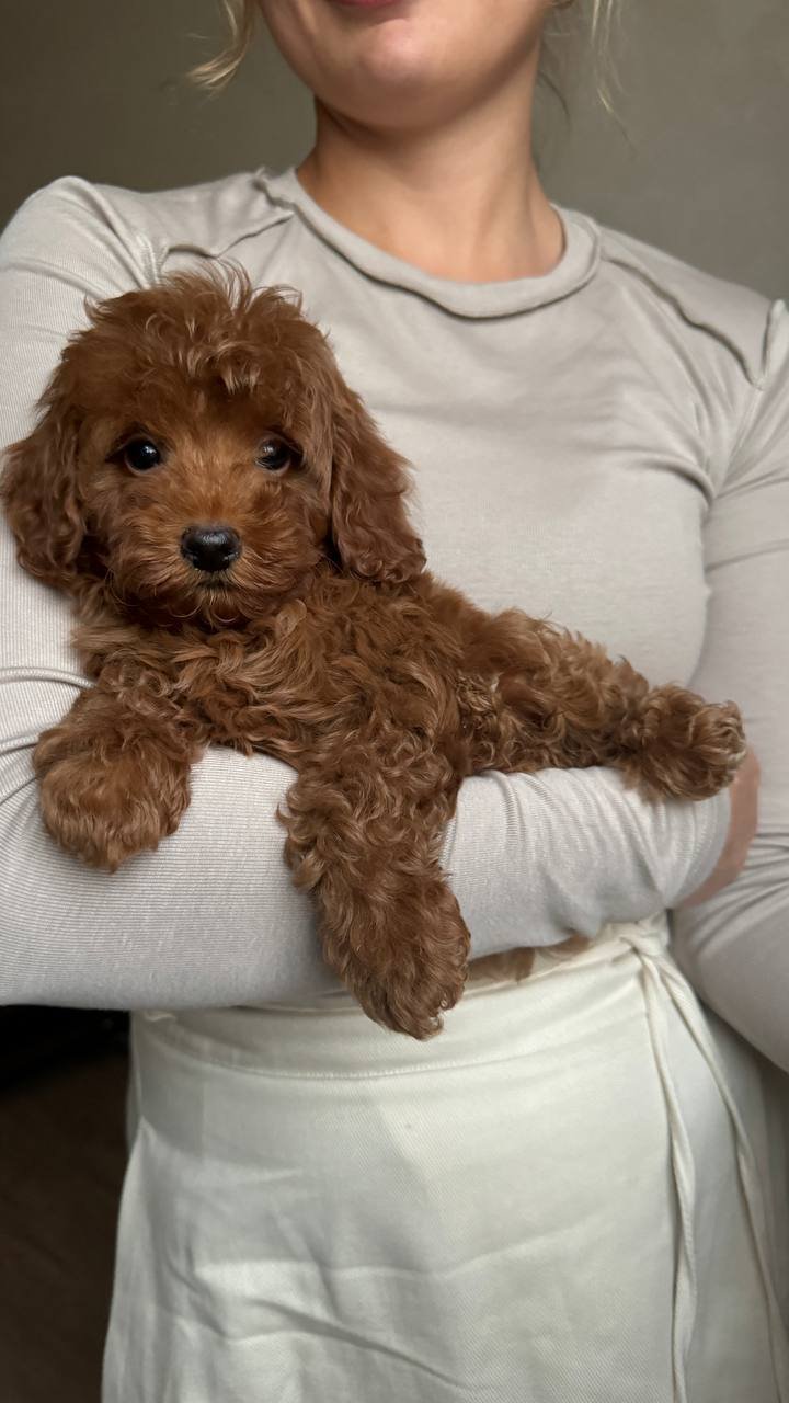 mini Maltipoo puppies for sale