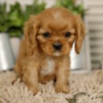 Miniature Cavalier Puppies