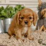 Miniature Cavalier Puppies