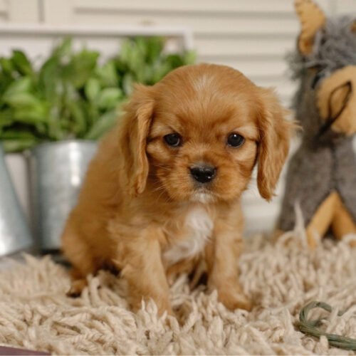 Miniature Cavalier Puppies