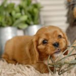 Miniature Cavalier Puppies