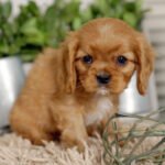 Miniature Cavalier Puppies