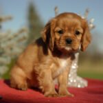 Cavalier Puppies for Sale