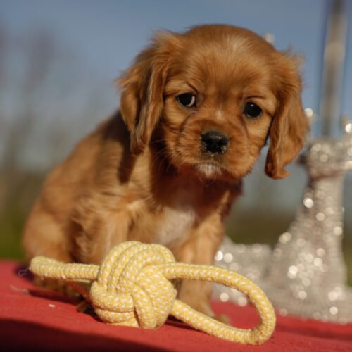 Cavalier Puppies for Sale