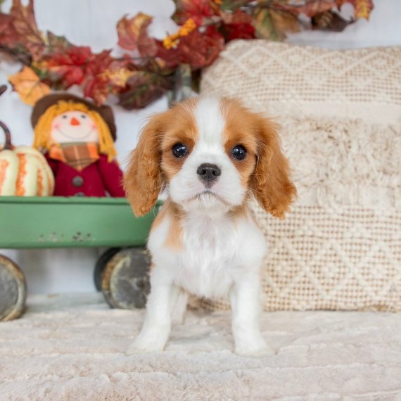 King Cavalier Spaniel Puppy