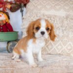 King Cavalier Spaniel Puppy