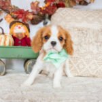 King Cavalier Spaniel Puppy