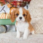 King Cavalier Spaniel Puppy