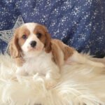 Cavalier Spaniel Puppies