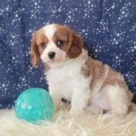 Cavalier Spaniel Puppies