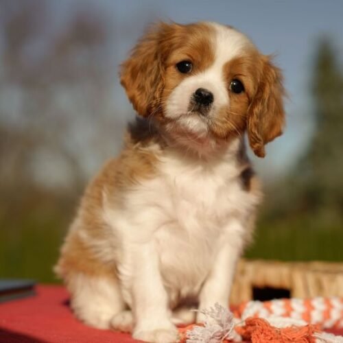 King Cavalier Puppies