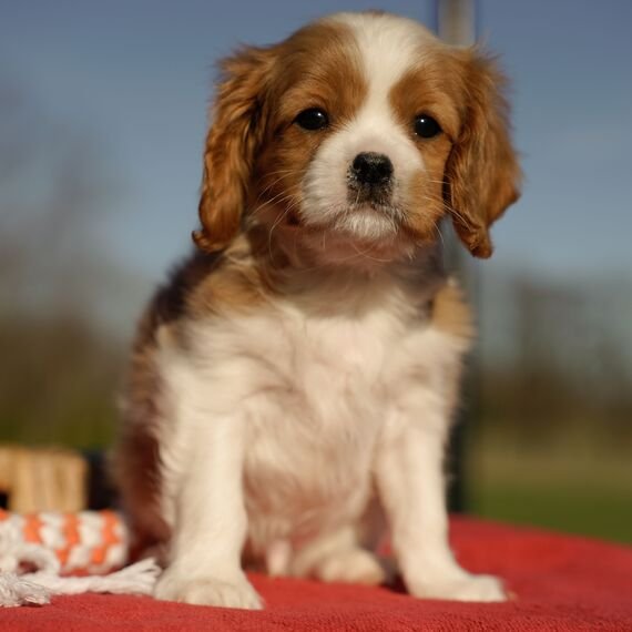 King Cavalier Puppies