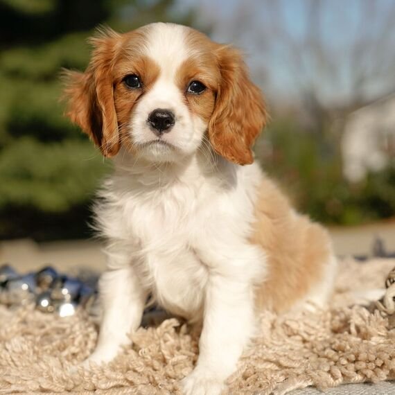 Cavalier King Charles Spaniel puppies