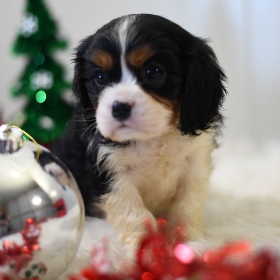 Cavalier Puppies Near Me