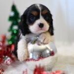 Cavalier Puppies Near Me