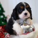 Cavalier Puppies Near Me