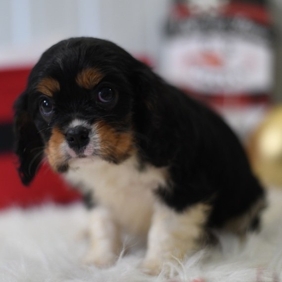 King Charles Cavalier Puppy