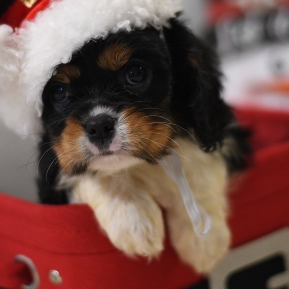 King Charles Cavalier Puppy